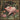The Enchanted Pig