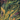 Leaves of Grass